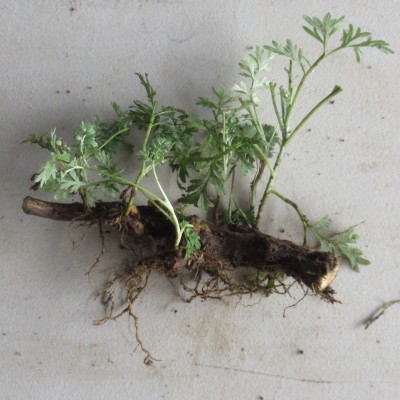 Wormwood Crown