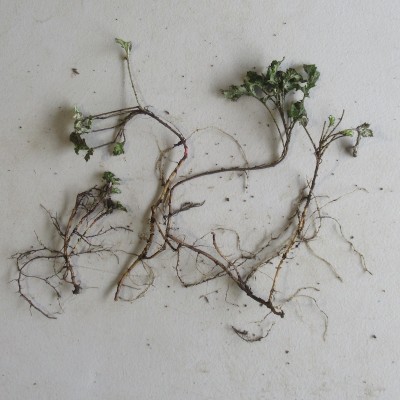 Yomogi Plants