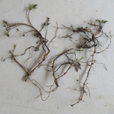 Yomogi Plants