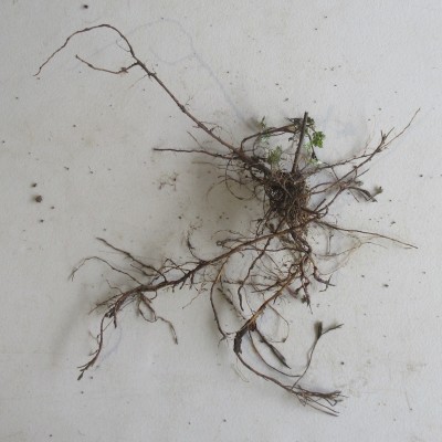 Yomogi Plants