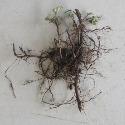 Yomogi Plants