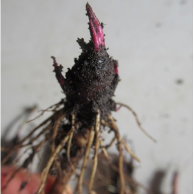 Echinacea crown