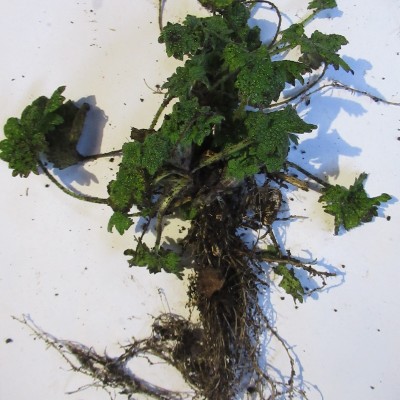 Motherwort plant
