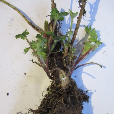 Motherwort plant