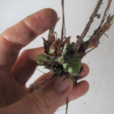 Lady's Mantle plant