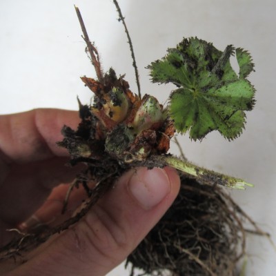 Lady's Mantle plant