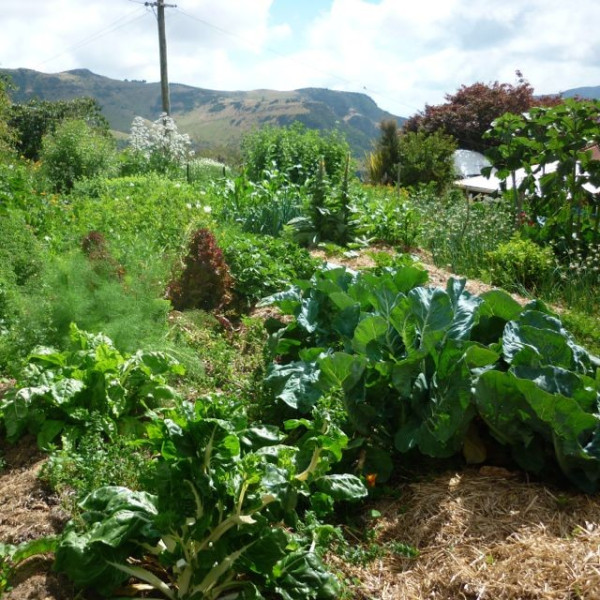 Organic Gardening with the Soil Food Web