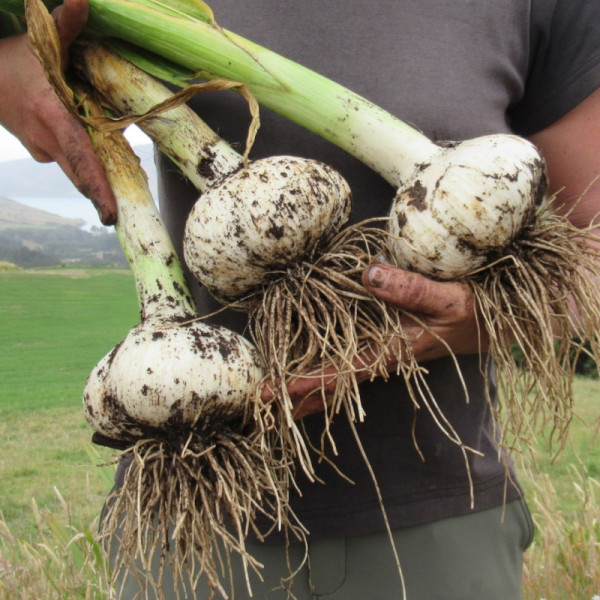 Seeds & Bulbs