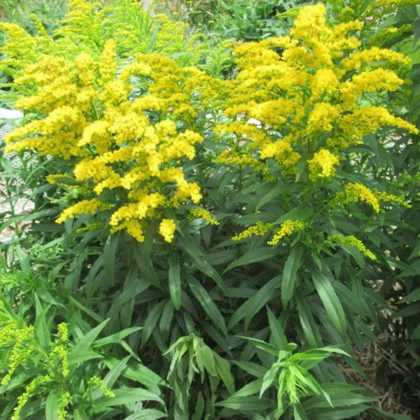 Single Herbs
