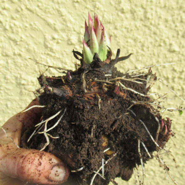 Plants