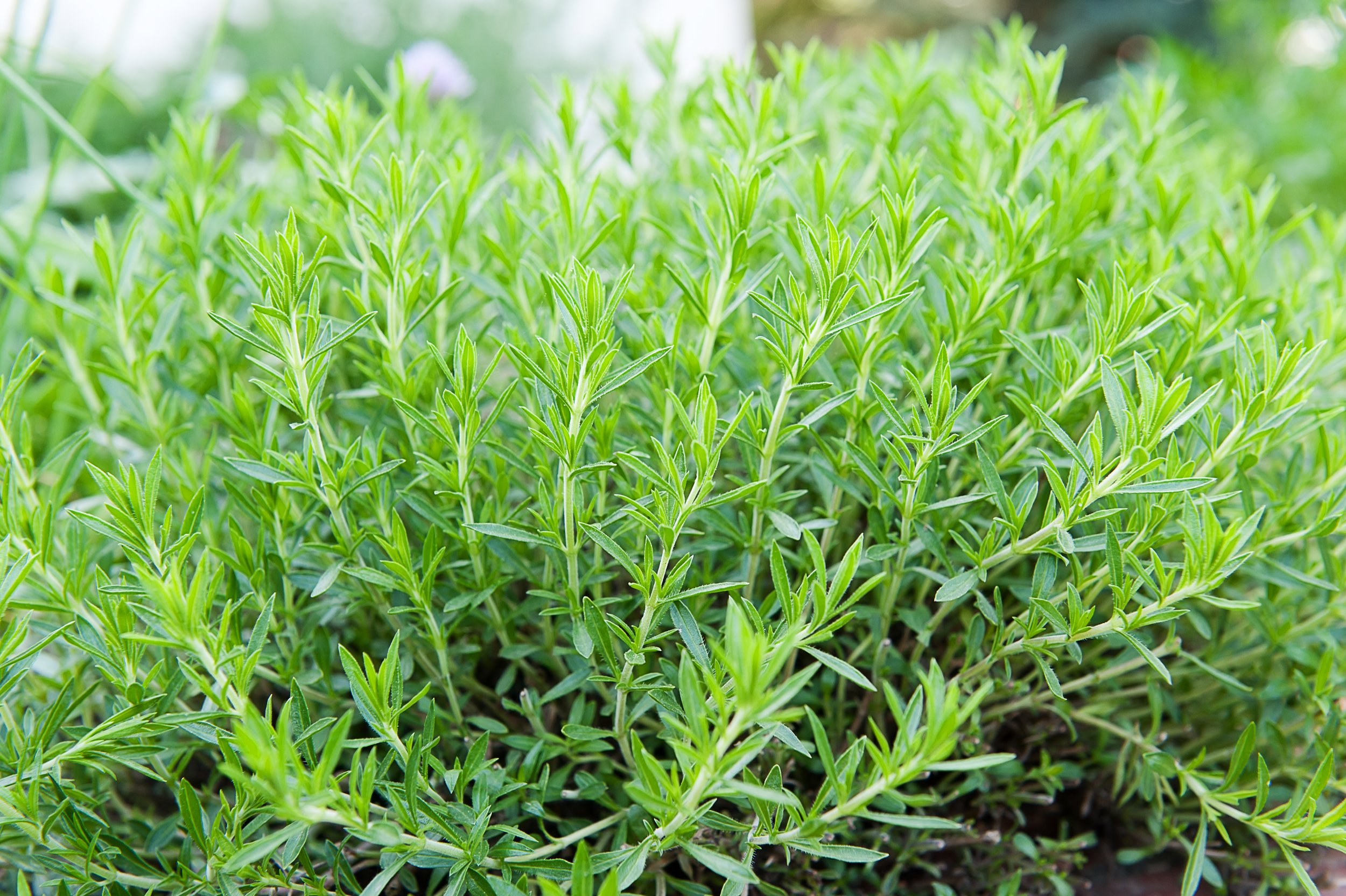 Tarragon.jpeg